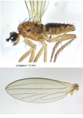 Réf. 314 302 : Lonchoptera sp.